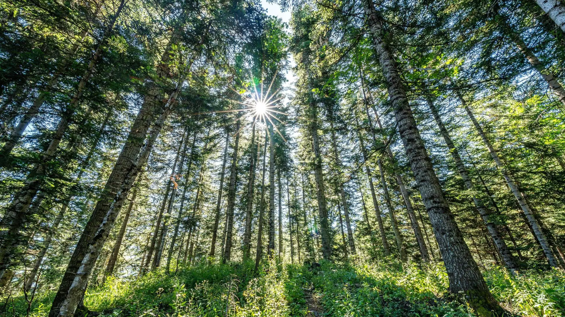 Forêt de Boscodon