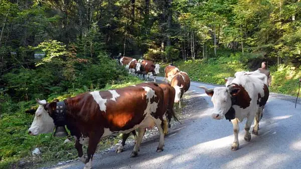 descente de l'alpage