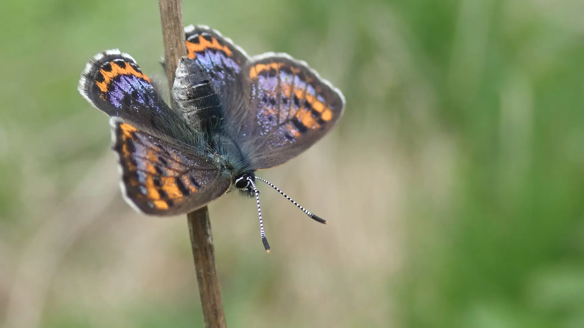 Femelle Lycaena Helle