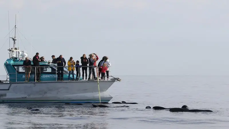 Sortie Observation des dauphins Espace Mer