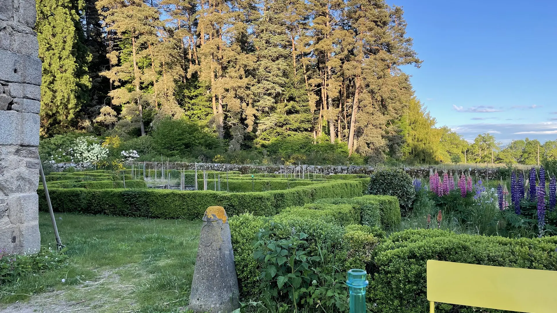 Lupins dans le jardin et soleil couchant sur les pins