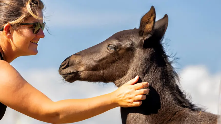 Moment de tendresse entre une femme et un poulain noir sous le soleil.