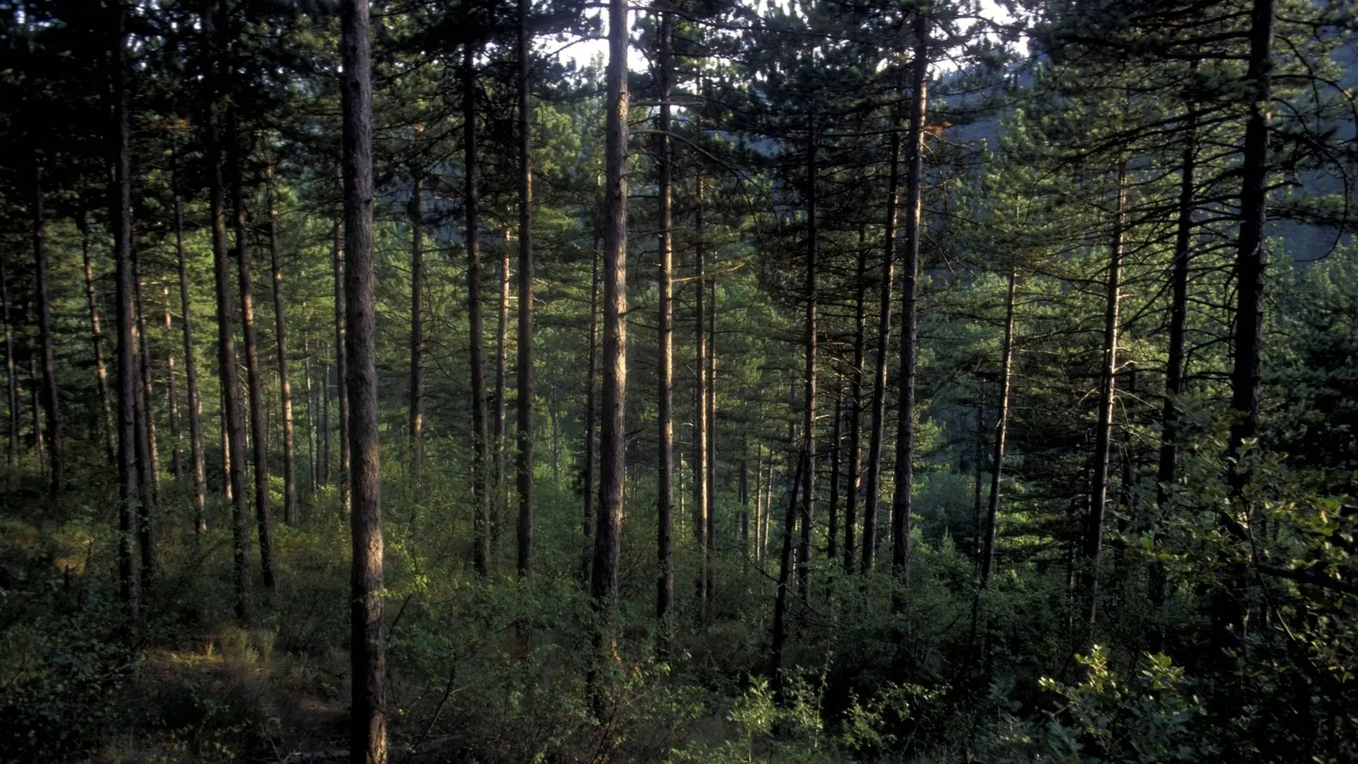 Pins noirs de la forêt de Pélicier