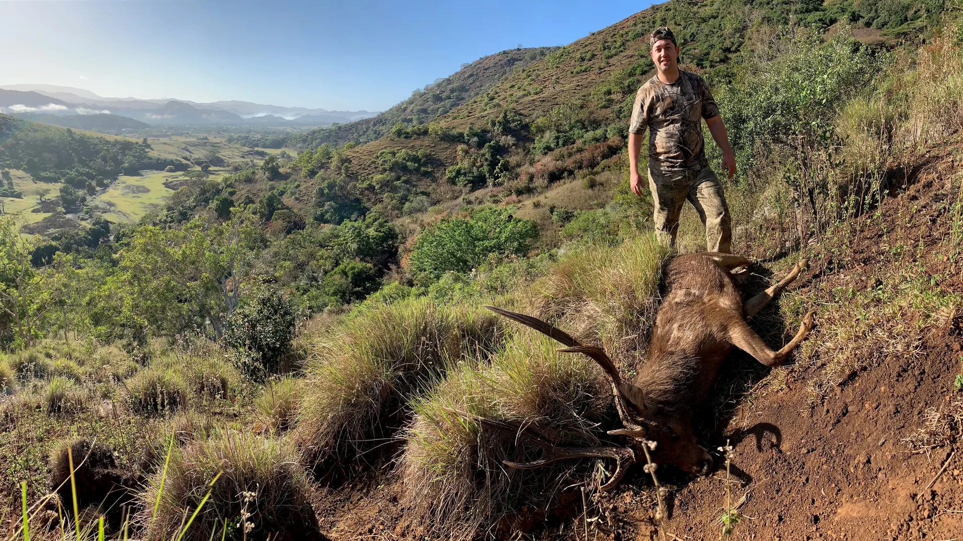 Cerf tué à la chasse