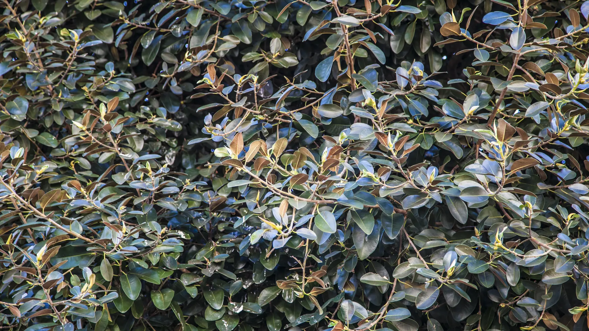 Ficus Rubignosa zoom