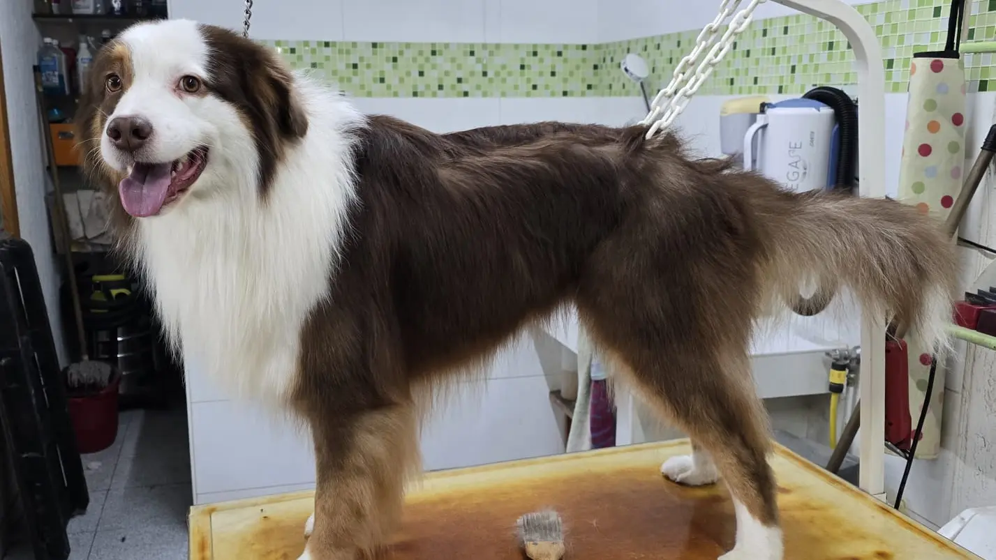 chien en séance de toilettage