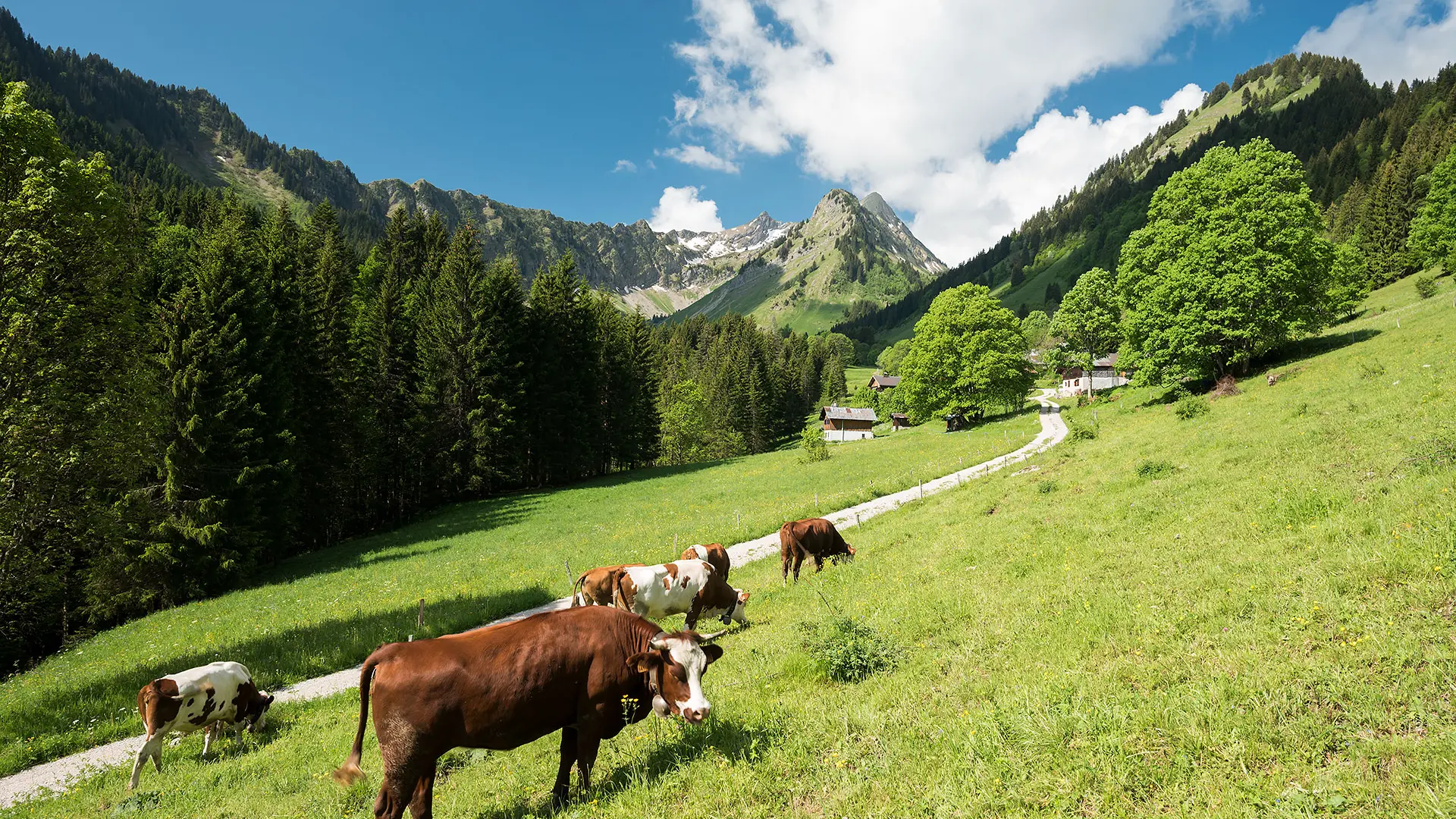 Alpine Pasture