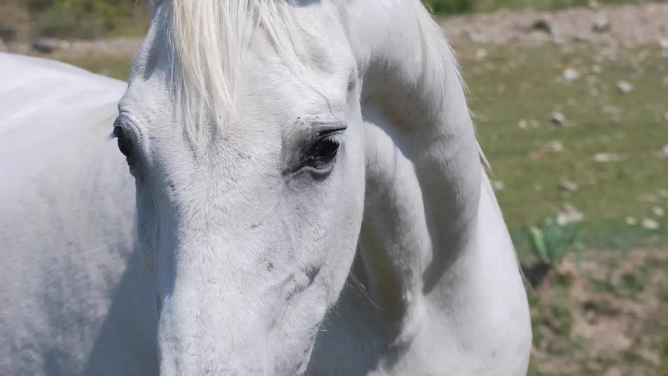Élevage Le Galopin, ferme pédagogique SAVINES-LE-LAC