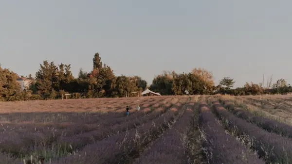 Visit Lavender field in Aix en Provence