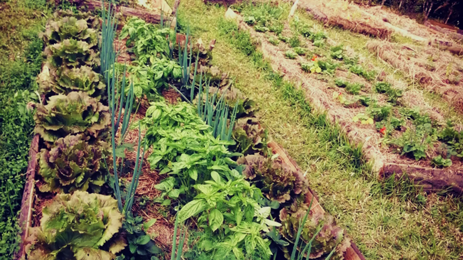 Jardinières