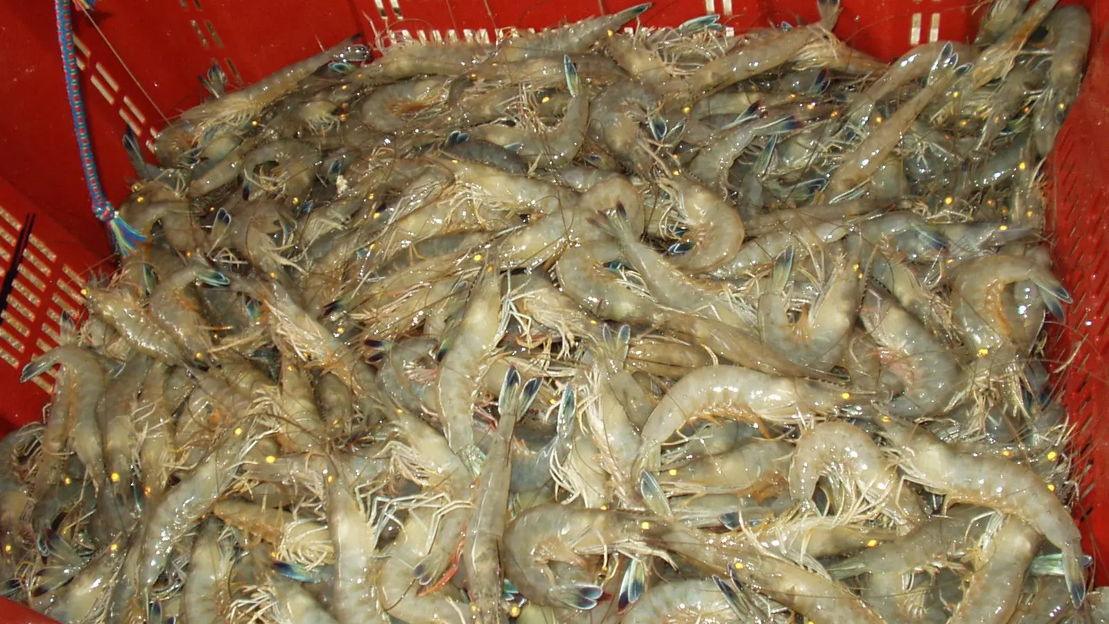 Crevettes