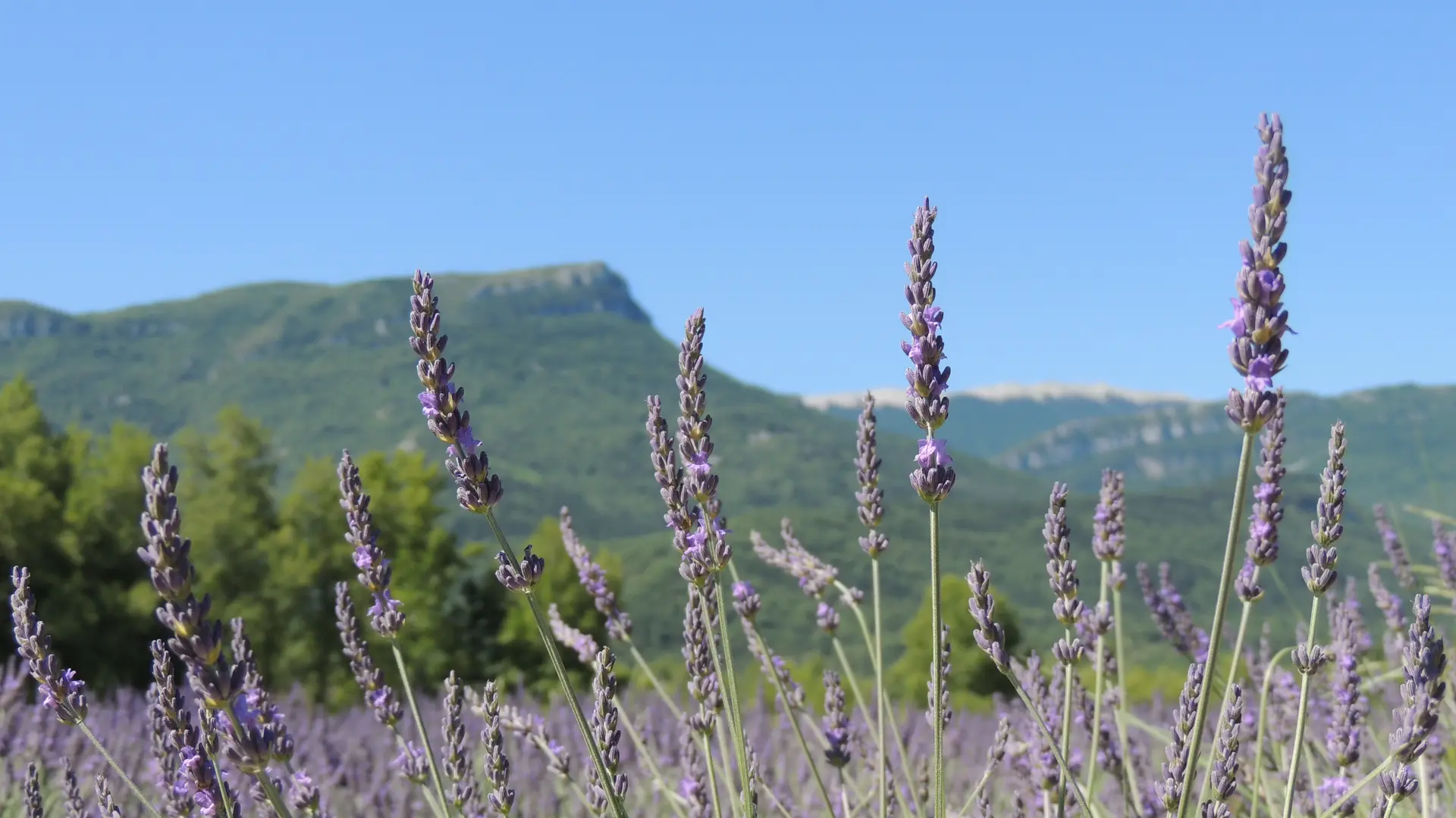 Lavande dans la vallée du Jabron