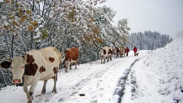 descente de l'alpage