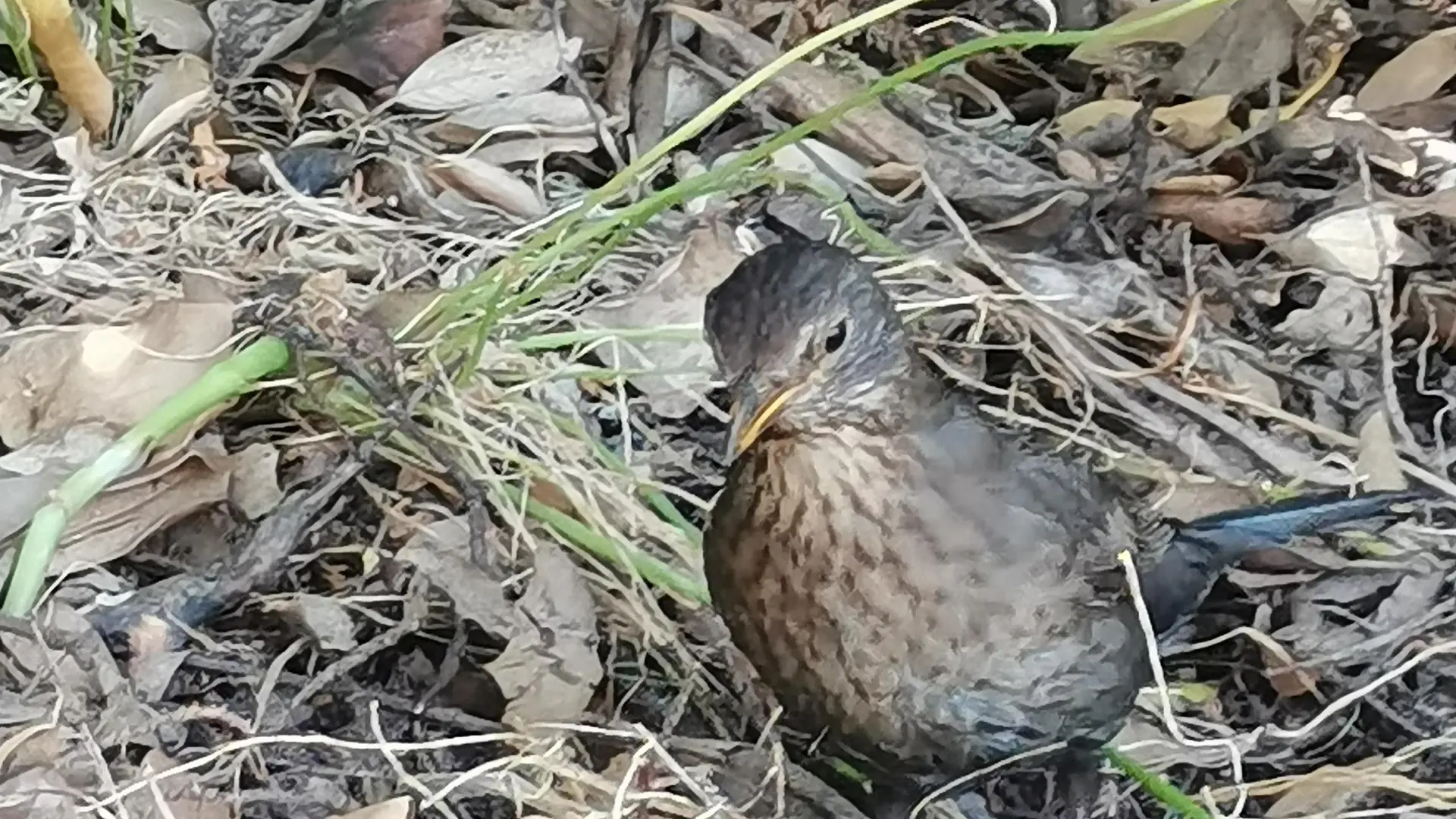 Activité enfants « Traces et indices des animaux en hiver »_Rayol-Canadel Sur Mer