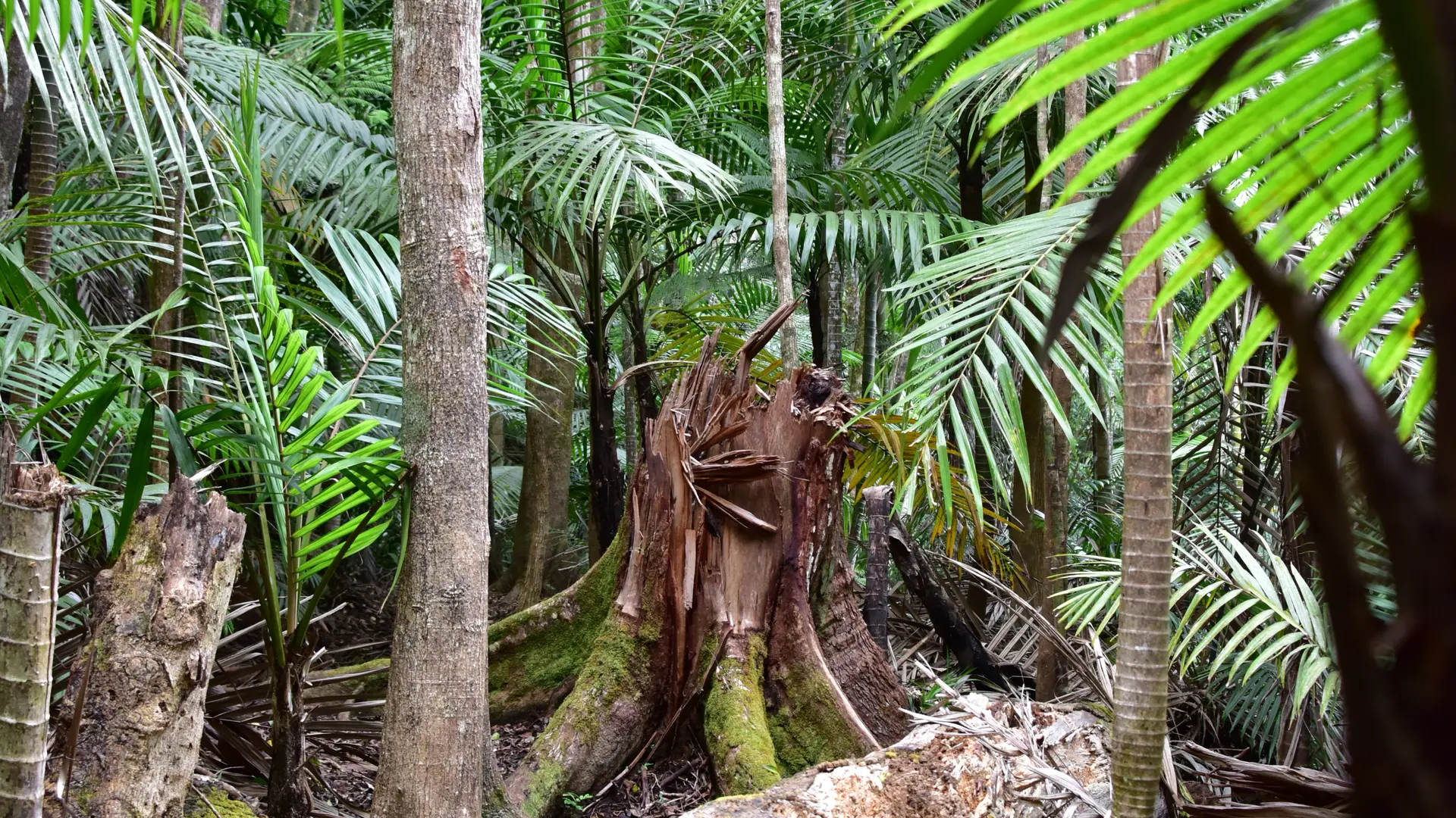 La forêt humide