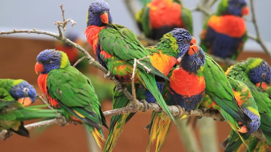 Parc des oiseaux : Villars les Dombes pour le bonheur des petits et grands