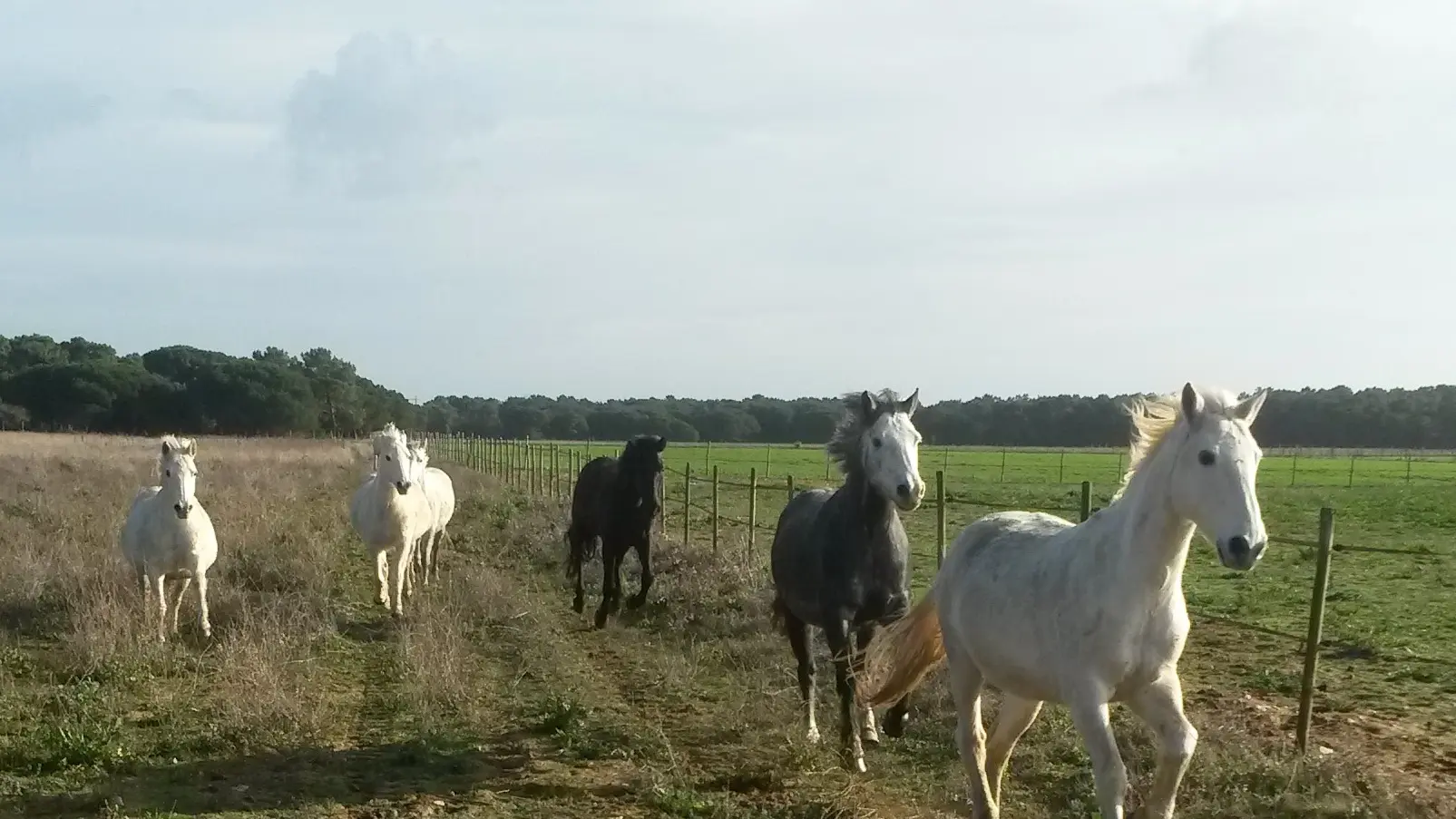 Haras des Evières