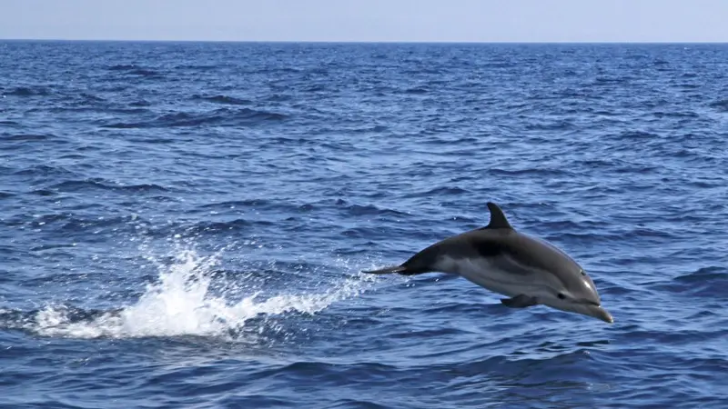 Sortie Observation des dauphins Espace Mer