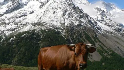 Vaches en alpage à la montée vers le lac