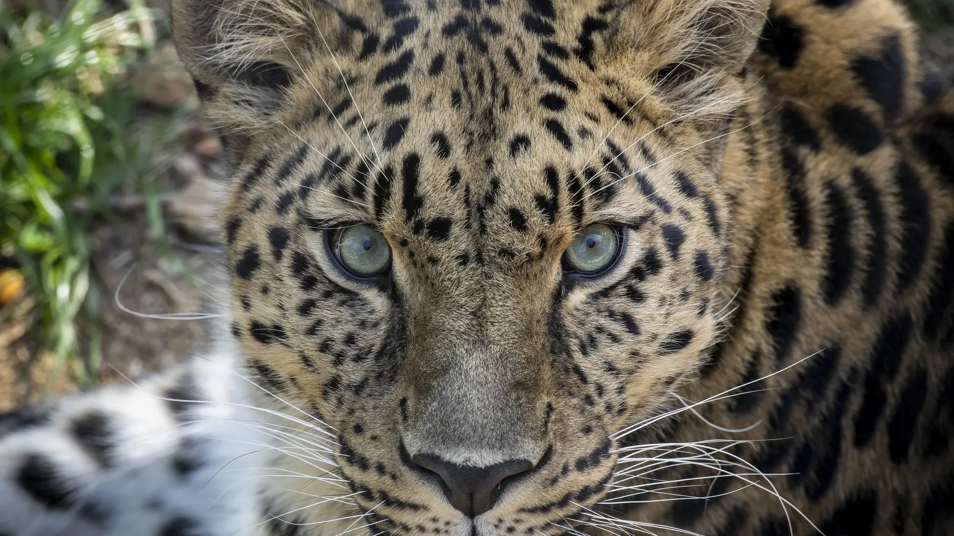 Panthère de l'amour