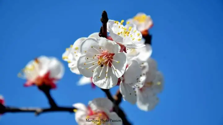 Abricotier en fleur - Domaine Julline