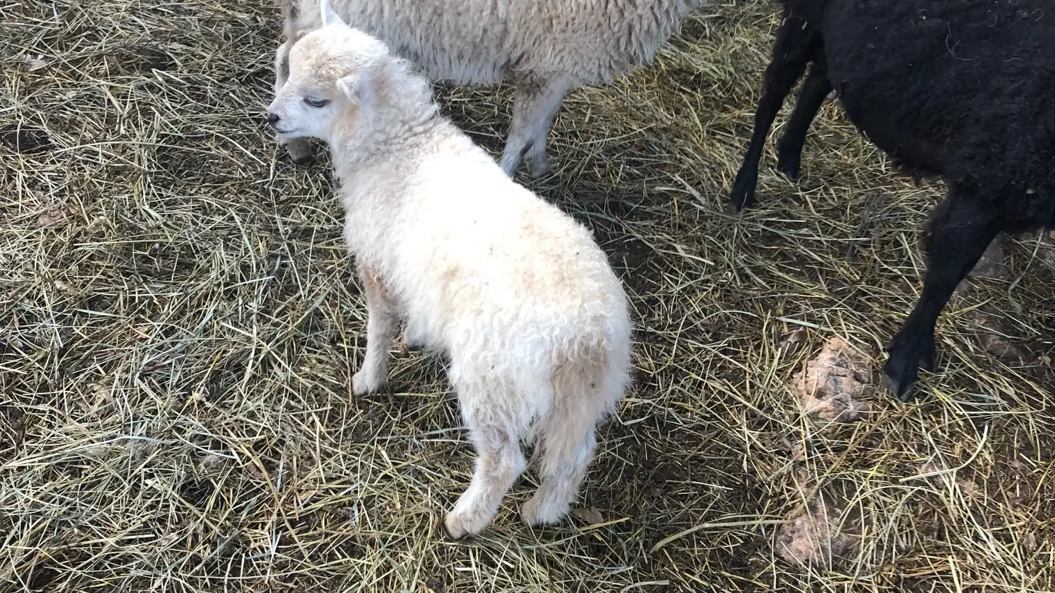 Moutons bergerie