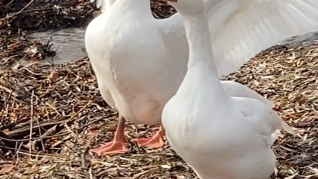 Élevage Le Galopin, ferme pédagogique SAVINES-LE-LAC