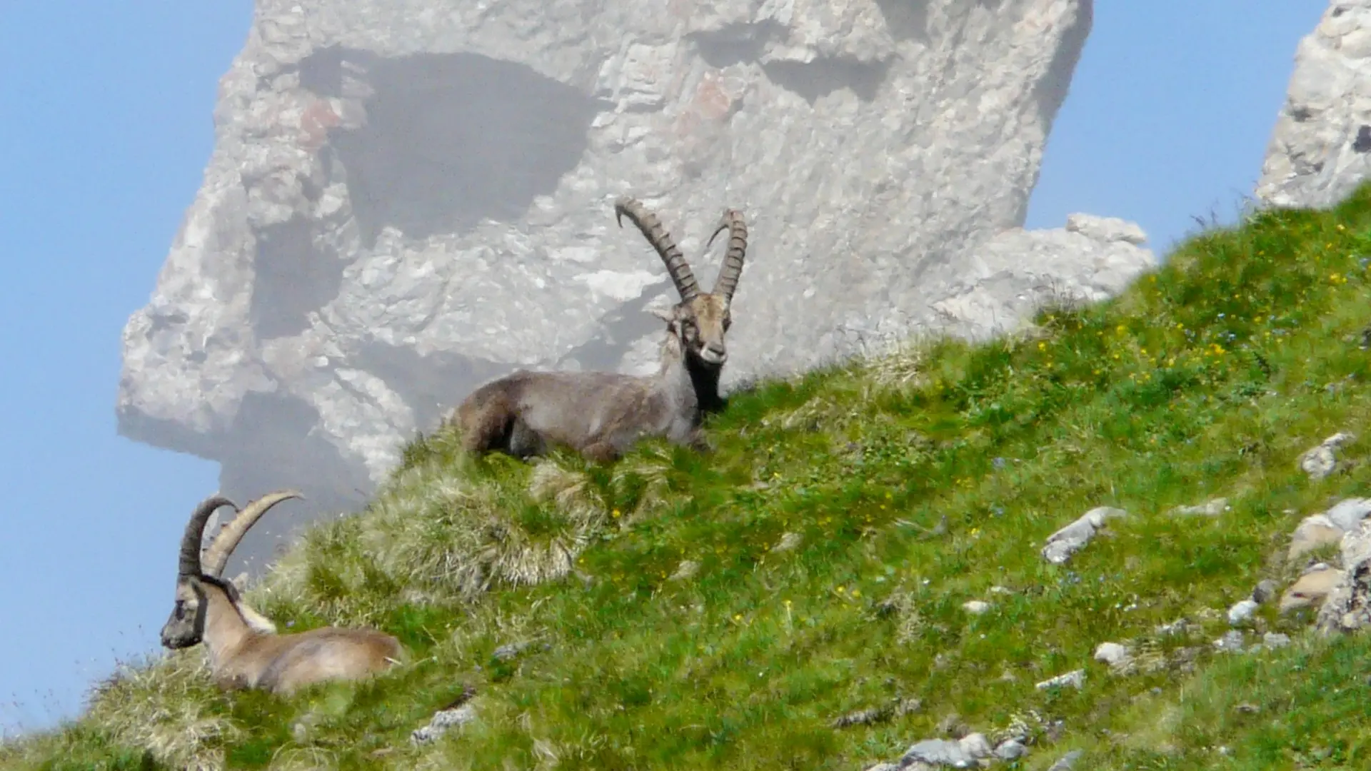 Observation faune des montagnes