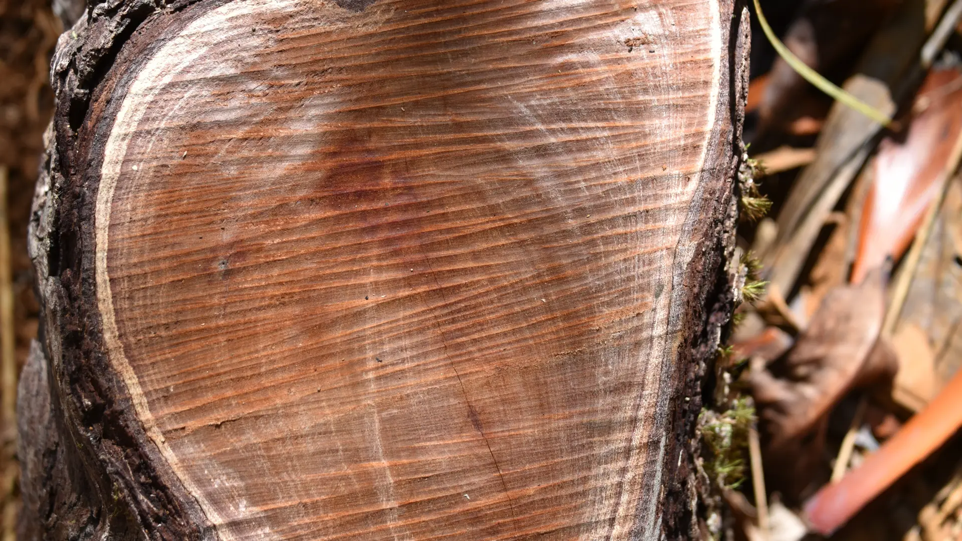 Clin d'oeil de la nature