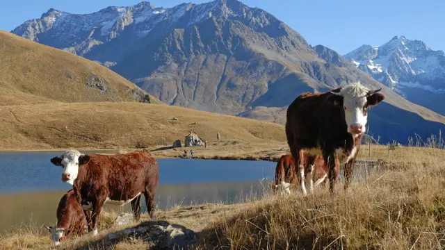 Vaches en bordure du lac