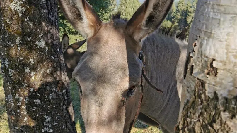 RENCONTRE INSOLITE FACE AU MONT-BLANC