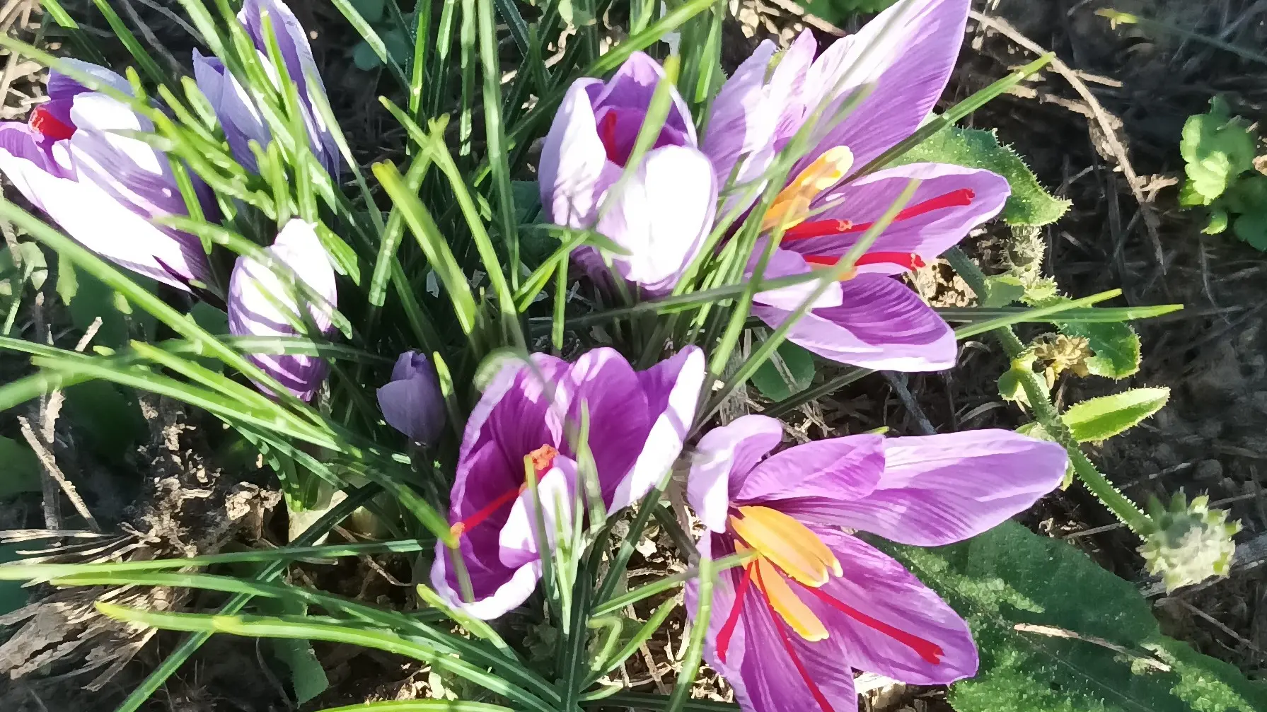 Détail fleurs de safran