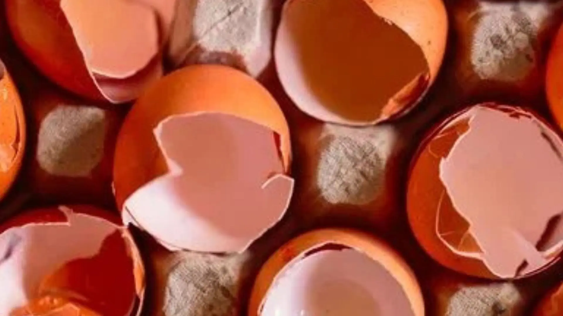 Rencontre théâtrale : clochette a raté sa vie_Sainte-Maxime