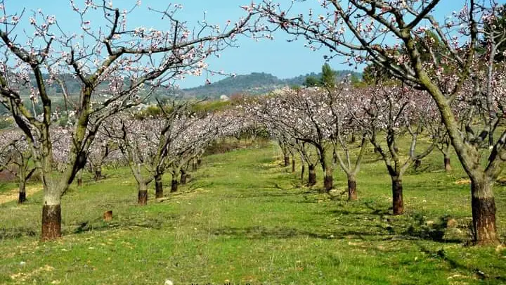 Abricotier en fleur - Domaine Julline