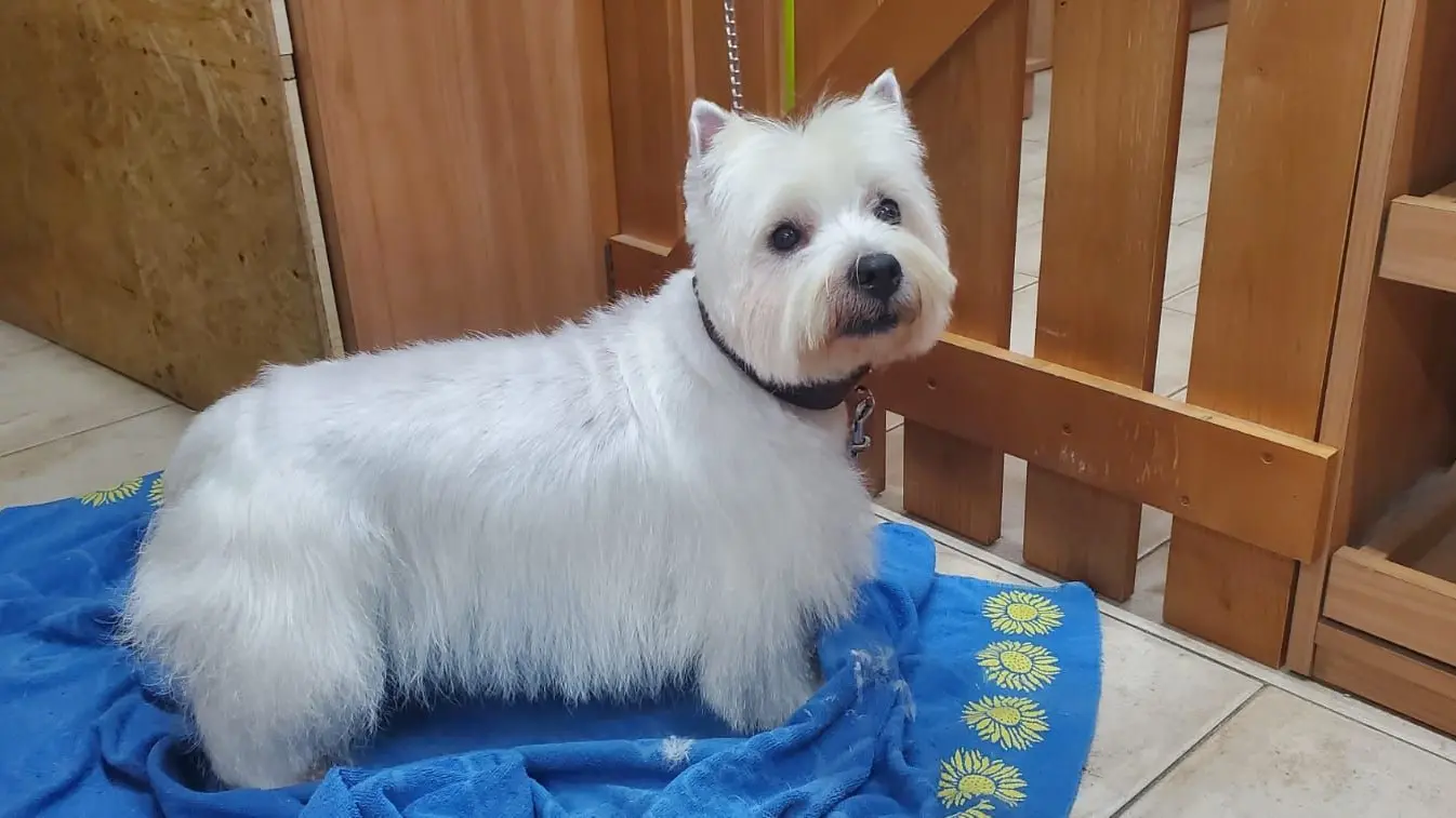 chien blanc poils longs