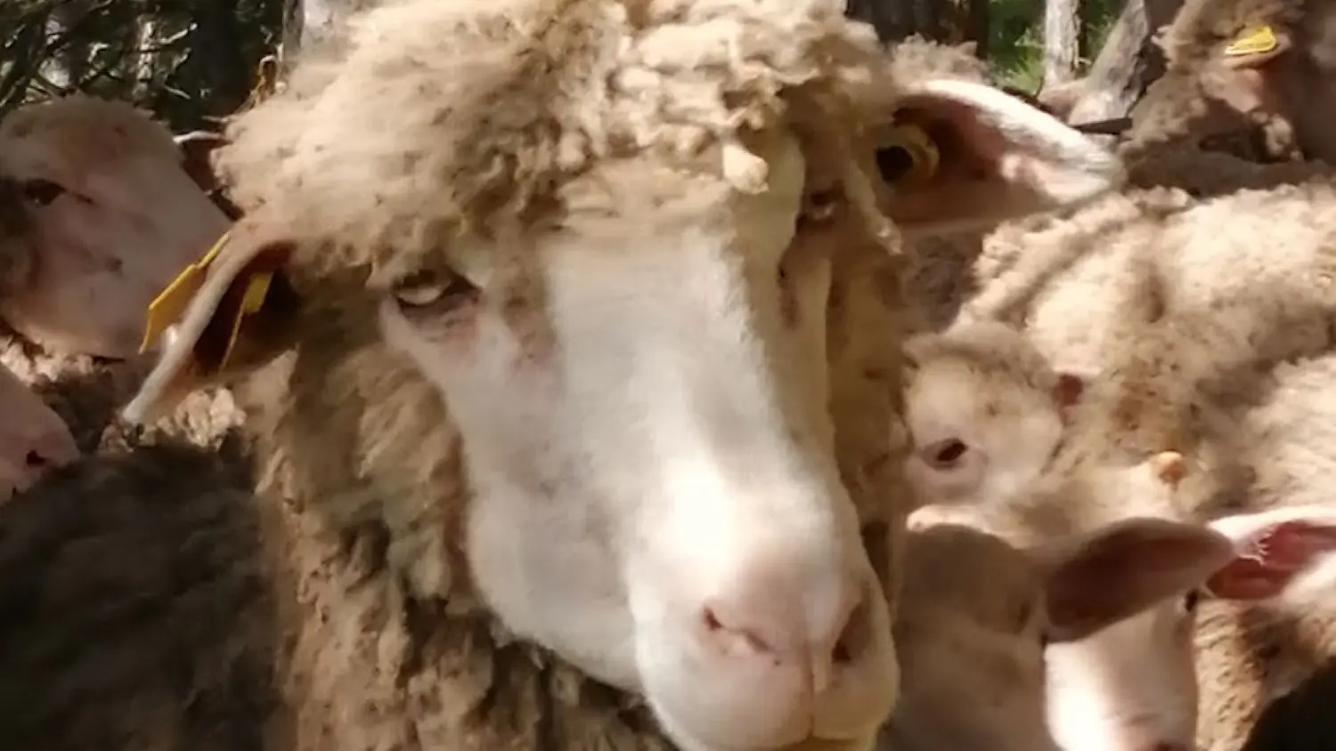 GAEC de Campi : Laine mérinos et produits dérivés, et viande d'agneau_Saorge