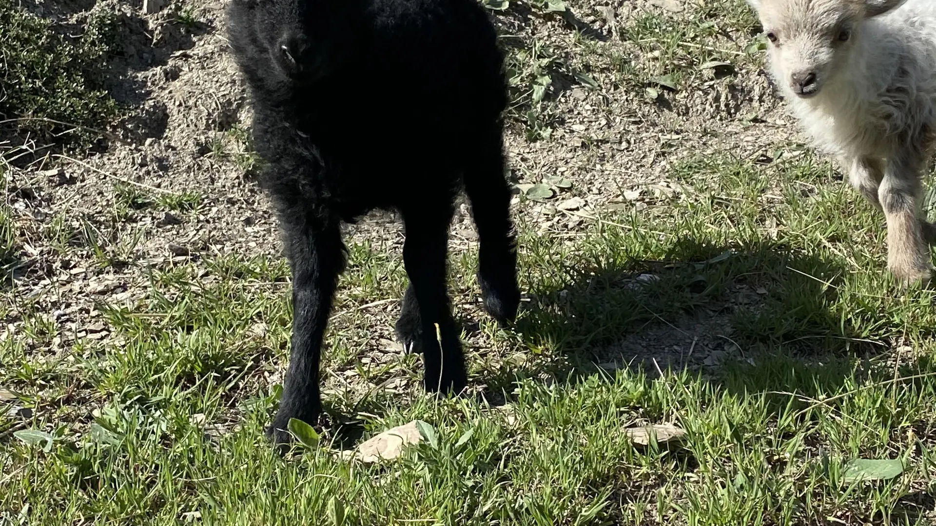 Élevage Le Galopin, ferme pédagogique SAVINES-LE-LAC