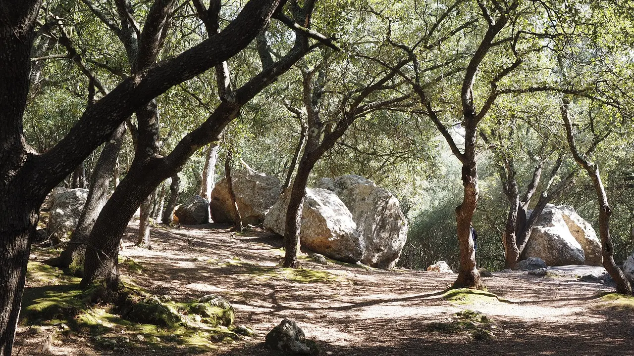 La forêt du Prieuré