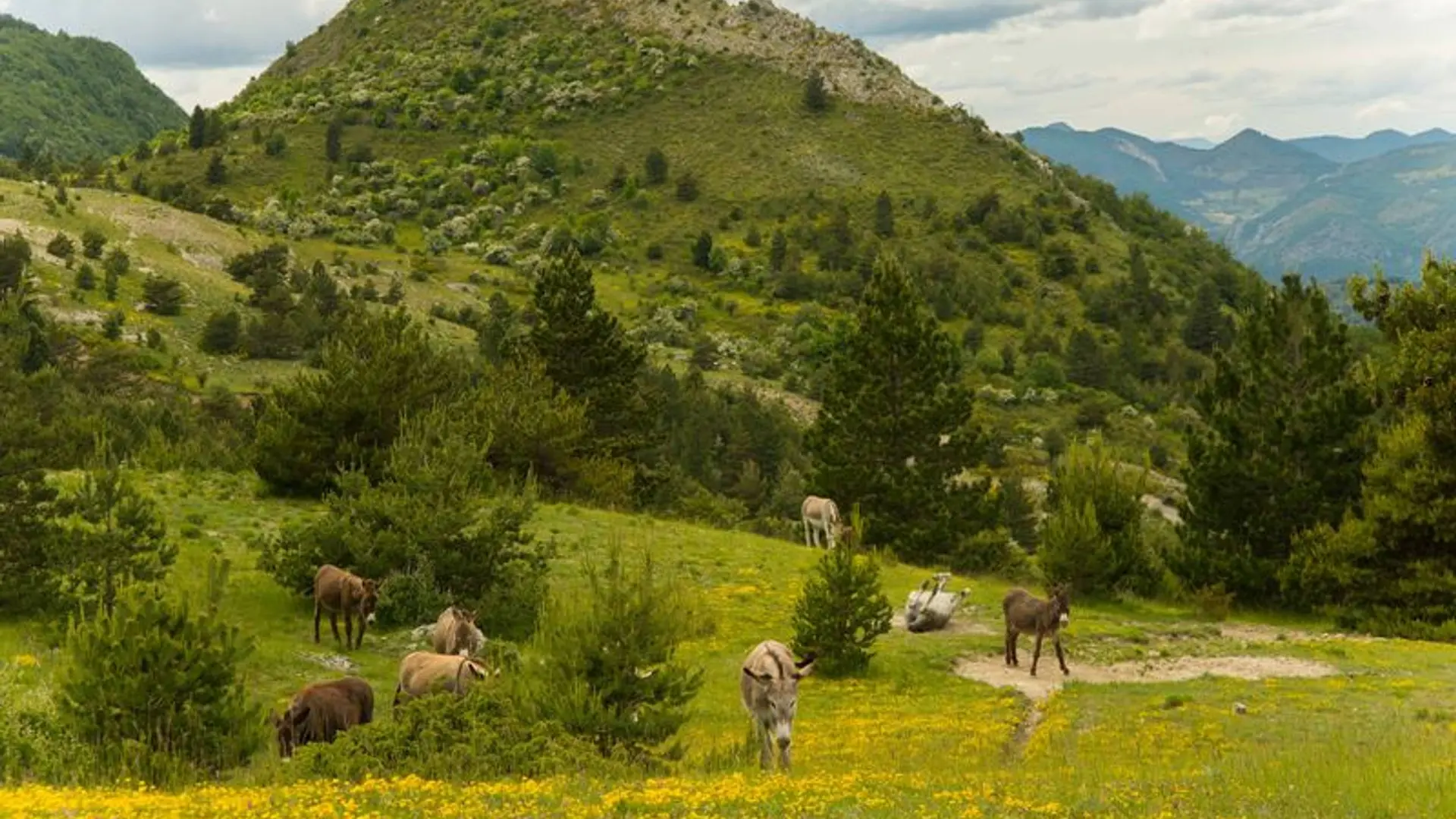 Traversée de pâturages