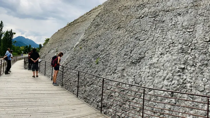 la dalle aux ammonites