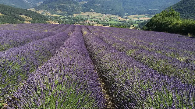 Champ de lavande