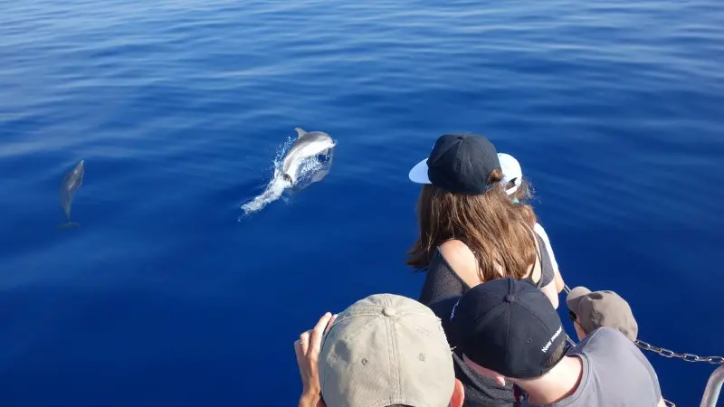 Sortie Observation des dauphins Espace Mer