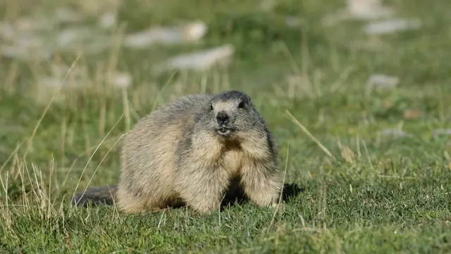 Marmotte