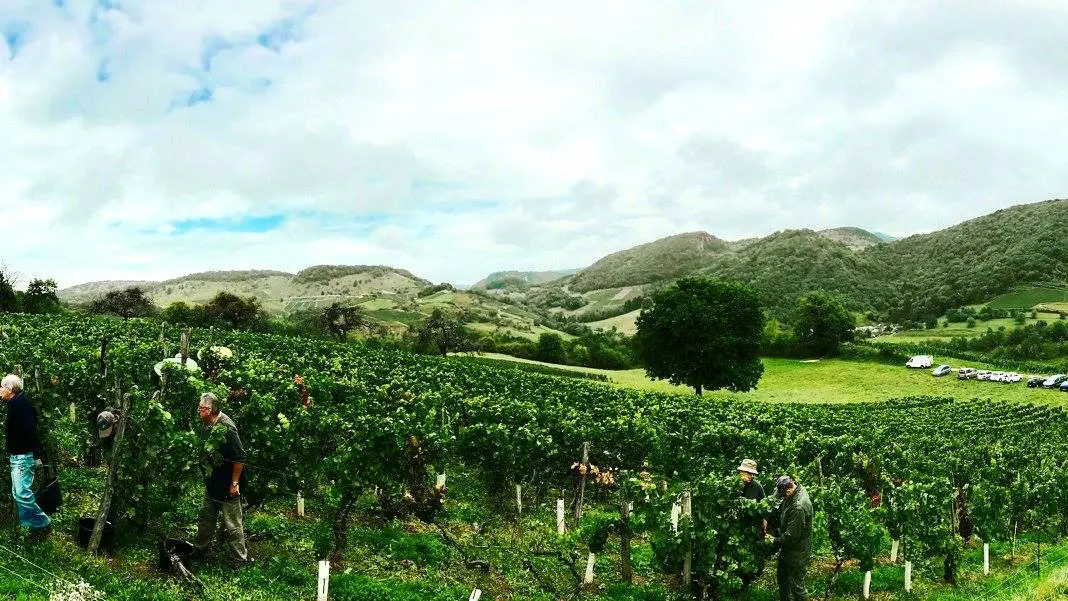 Vignes Caveau Bertrand-Chapel