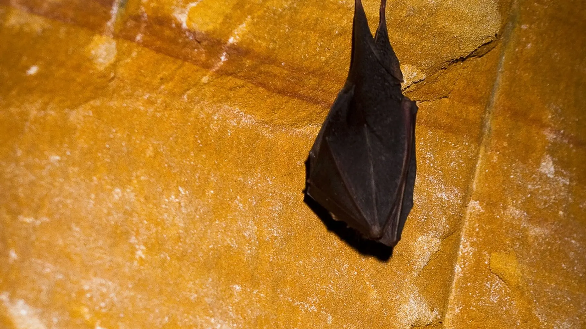 Petit Rhinolophe en hibernation