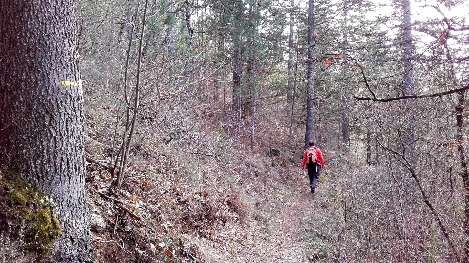 Fin d'hiver en forêt de Pélicier