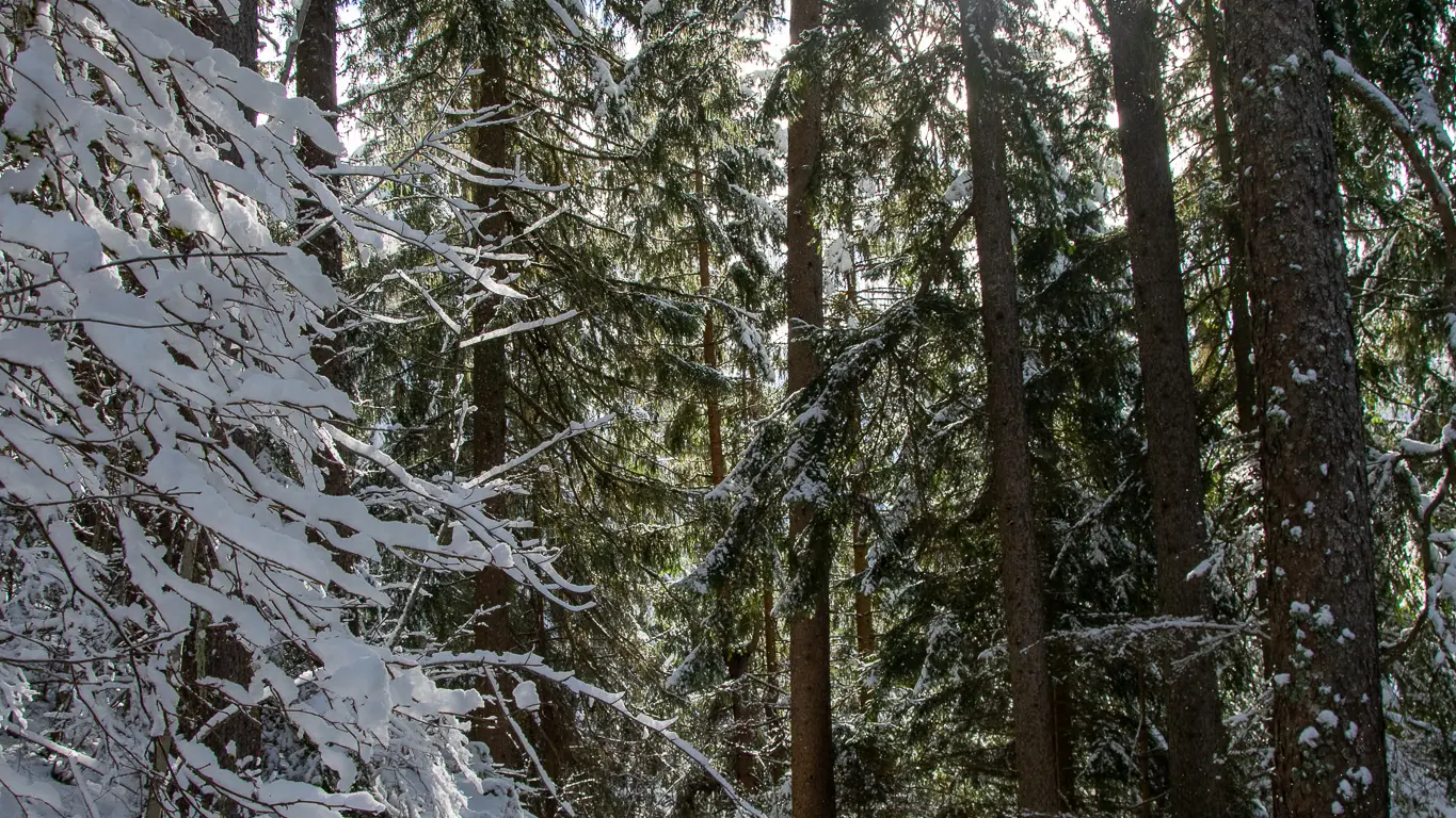 Plénitude en pleine forêt