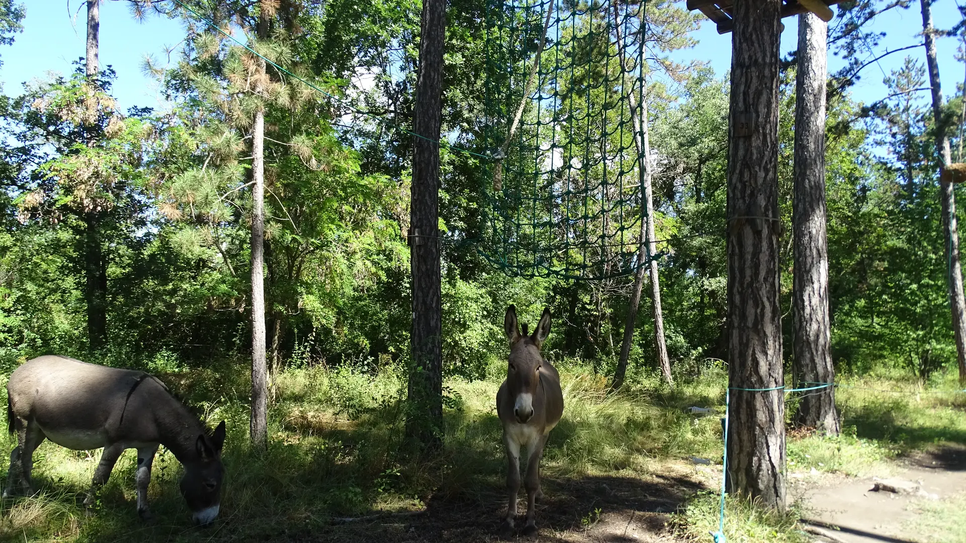 Arbre et aventure en Pays Dignois