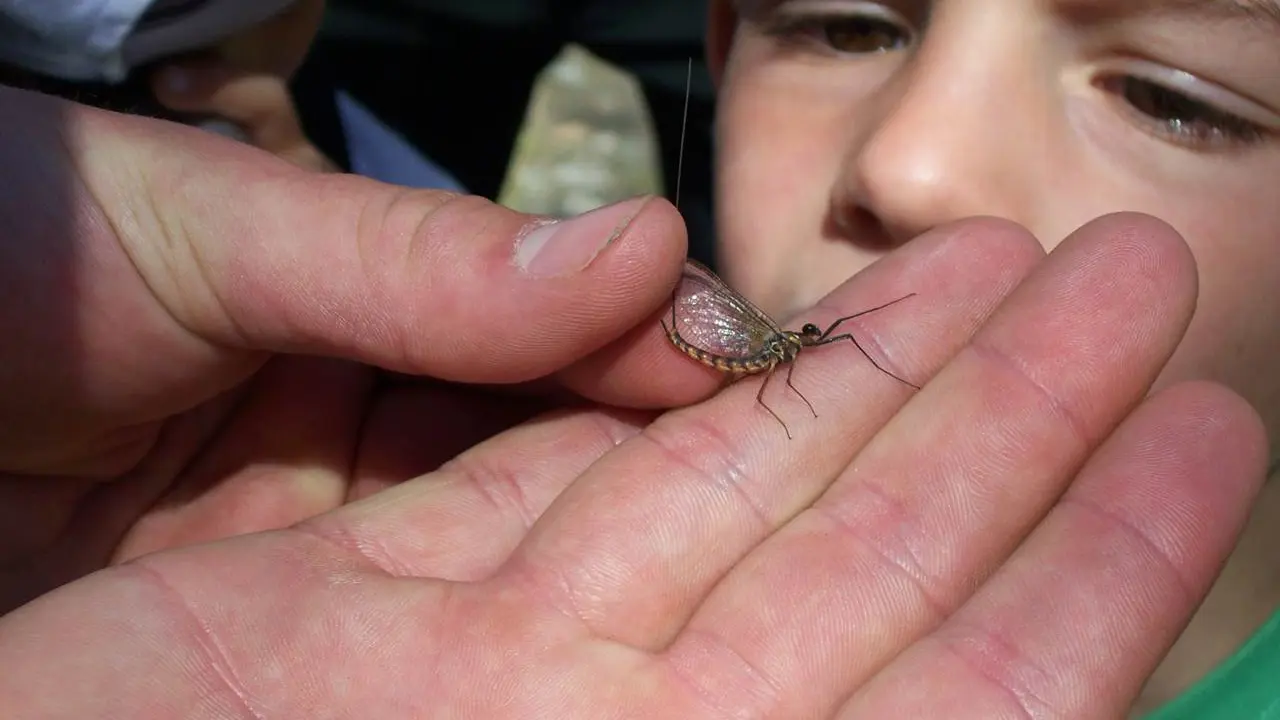 Enfant et papillon