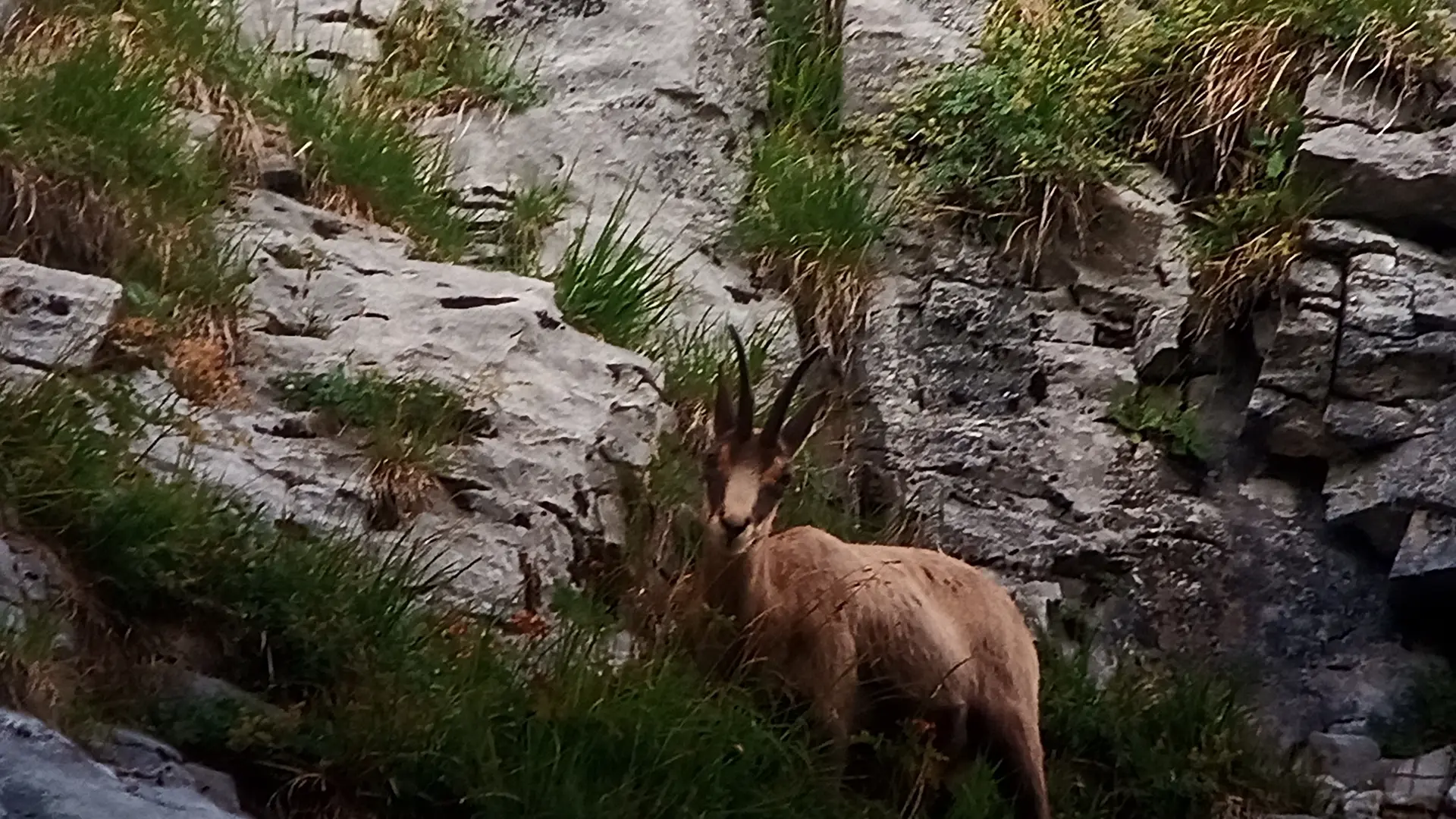 Sunset et chamois